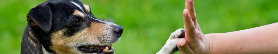 Hundetrainer Daniela Rau