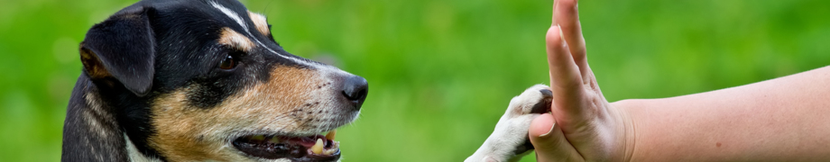Hundetrainer Daniela Rau