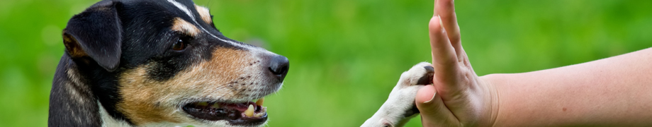 Hundetrainer Daniela Rau