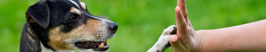 Hundetrainer Daniela Rau