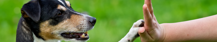 Hundetrainer Daniela Rau