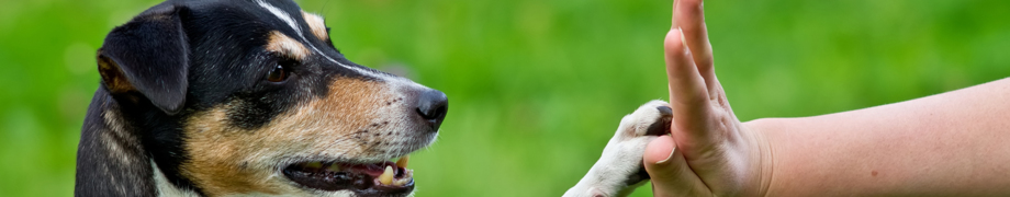 Hundetrainer Daniela Rau