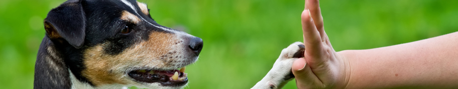 Hundetrainer Daniela Rau