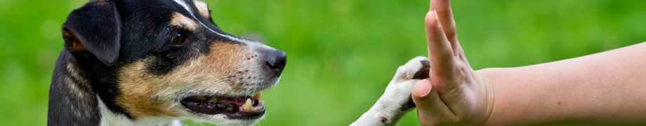 Hundetrainer Daniela Rau