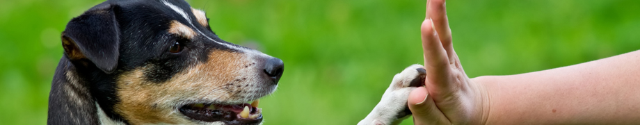 Hundetrainer Daniela Rau