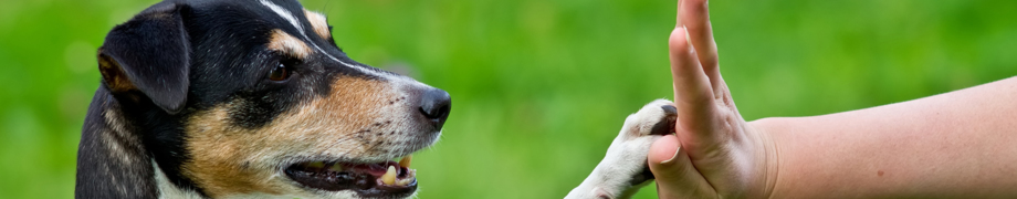 Hundetrainer Daniela Rau