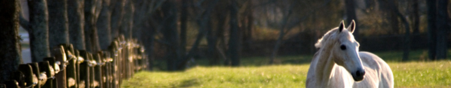 Tierkommunikation Pferd