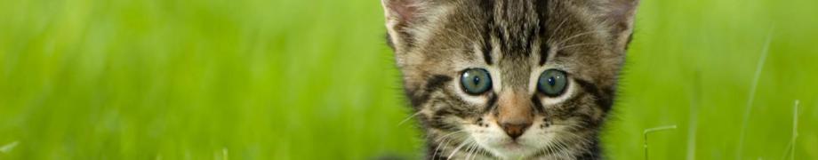 Tierkommunikation Katze