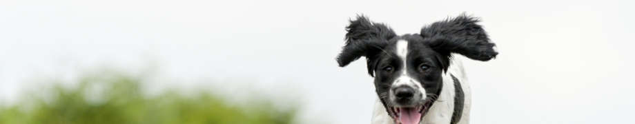 Tierkommunikation Hund