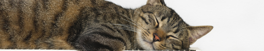 Katzenpsychologin