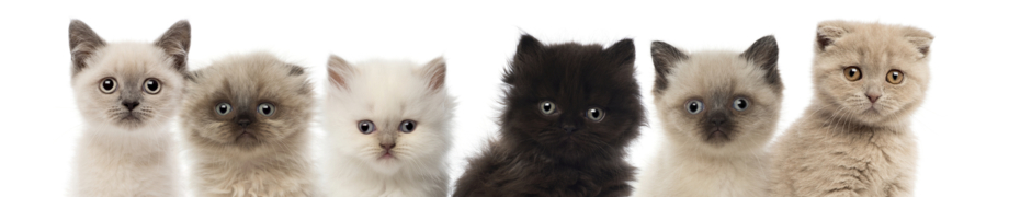 Katzenpsychologe online