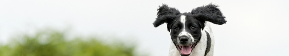 Hundetrainer Daniela Rau