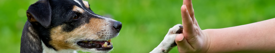 Hundetrainer Daniela Rau