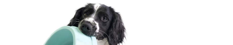 Hundetrainer Daniela Rau