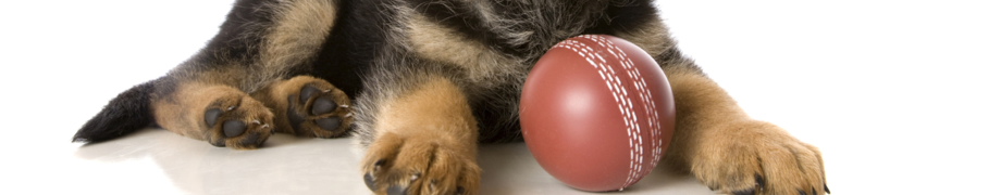 Hundetrainer Daniela Rau