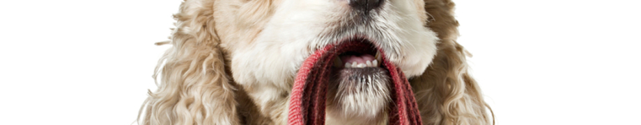 Hundetrainer Daniela Rau