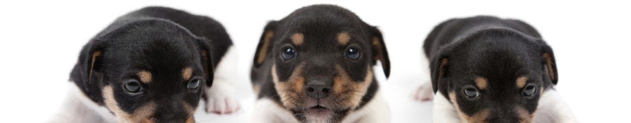 Pupertät bei Hunden